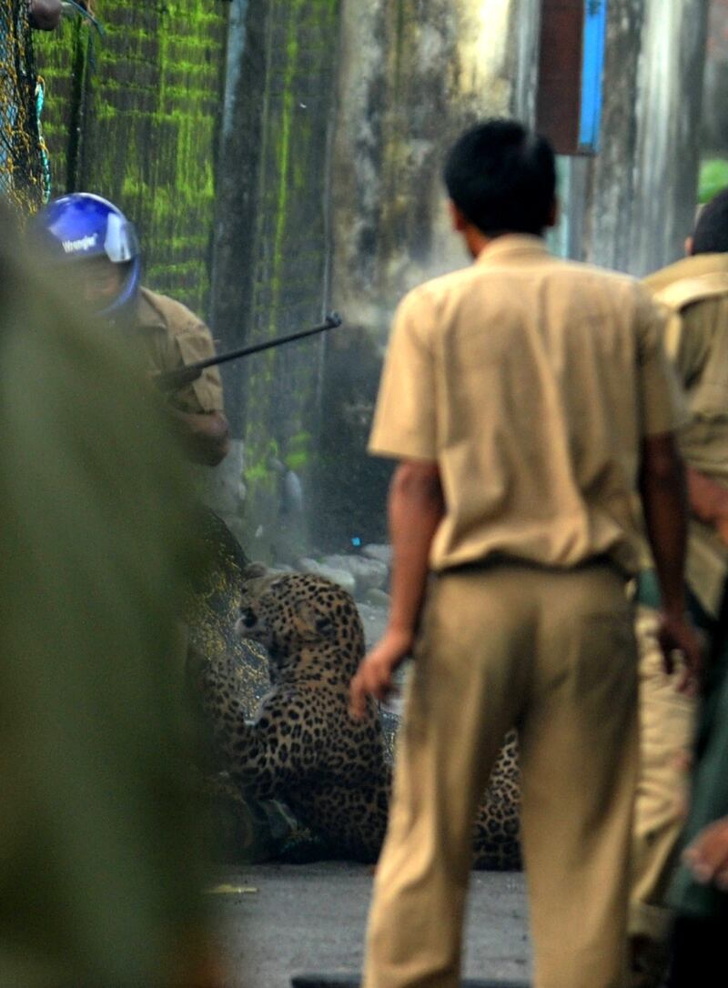 A leopard is tranquilised after attacking forest guards at Prakash Nagar village near Salugara on the outskirts of Siliguri on July 19, 2011. Six people were mauled by the leopard after the feline strayed into the village area before it was caught by forestry department officials. Forest officials made several attempt to tranquilised the full grown leopard that was wandering through a part of the densely populated city when curious crowds startled the animal, a wildlife official said. AFP PHOTO/Diptendu DUTTA
 *** Local Caption ***  450377-01-08.jpg