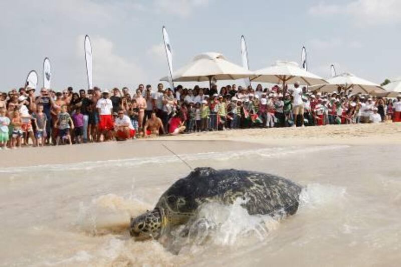 Turtle- "Emerald" is a "40 kg turtle, makes its way to the water along the beach at the Burj al arab resort. Hundreds of guests lined a roped off section of the beach to wwatch Emerald make its way to the water. Emerald was received by the DTRP (Dubai Turtle Rehabilitation Project) March 2008. Emerald was outfitted with a GPS transmitter and can be tracked by the public for the next two years. Emeralds release was part of Jumeirah's UAE National Day Celebration venue.   Mike Young / The National?