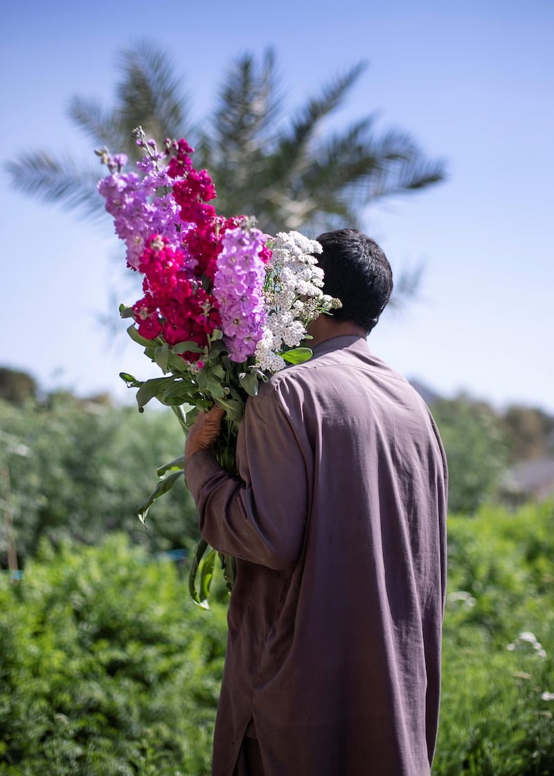 FUJAIRAH, UNITED ARAB EMIRATES.  16 FEBRUARY 2021. 
Mohammed Al Mazroui's UAE Flower Farm in Asimah.
Photo: Reem Mohammed / The National
Reporter: Alexandra Chavez