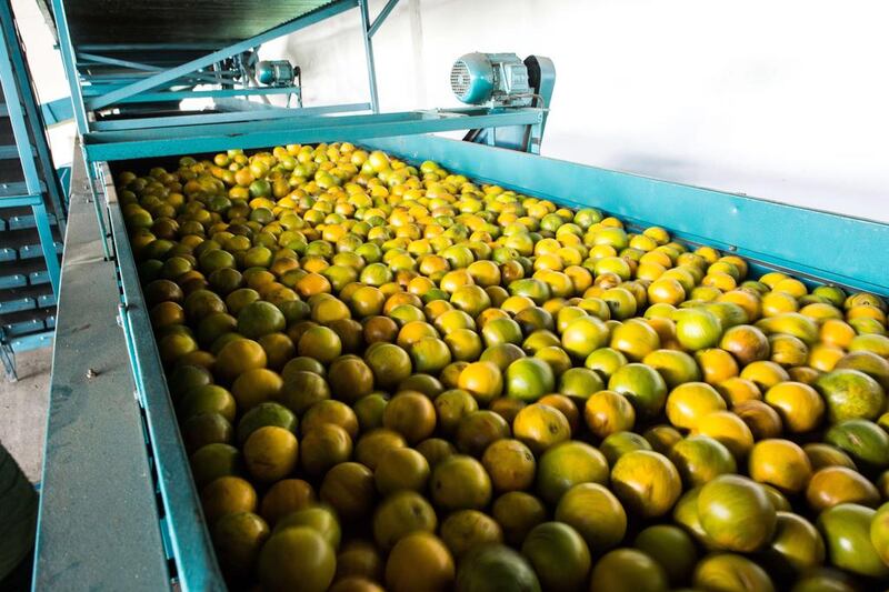 Harvested oranges are washed and waxed at a cooprative plant in Rio Real. Yasuyoshi Chiba / AFP