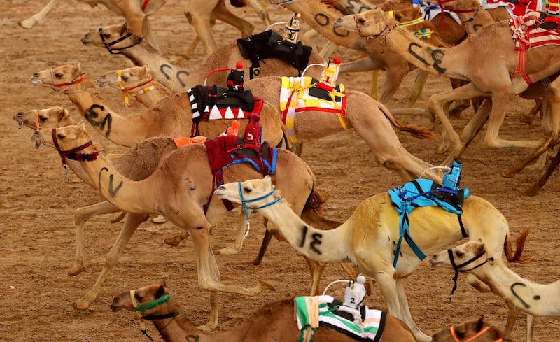 Camels race during Al Marmoom Heritage Festival.