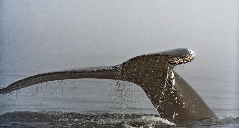 The tail of a humpback whale comes out in the morning fog, on the Saint-Lawrence river in Tadoussac Quebec.  AP