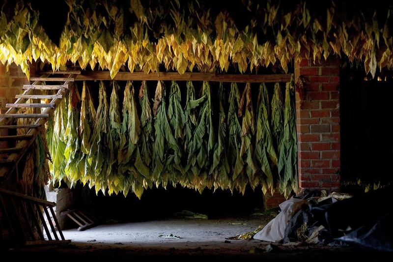 Dark tobacco plants hang upside down inside a traditional tobacco drying warehouse during the tobacco harvest. Pablo Blazquez Dominguez / Getty Images