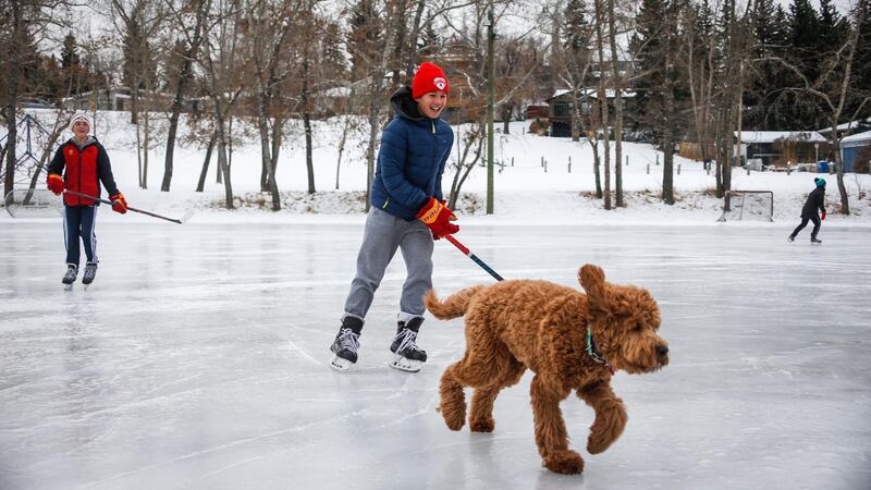Charlie, an eight-month-old golden doodle, leads the charge with Landon DuPont, 11, centre, and Aden Bouchard, 11, left, as the trio play hockey on an outdoor rink in Calgary, Alberta. AP Photo