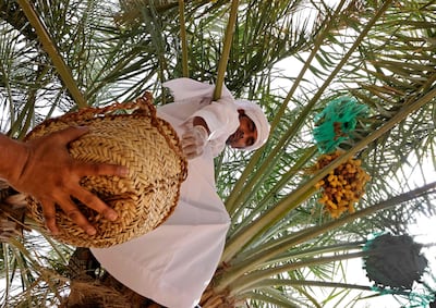 Emirati farmers harvest dates in Abu Dhabi's Liwa oasis, on July 25, 2021, during the Liwa Date Festival. AFP