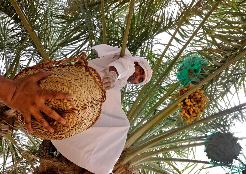 Emirati farmers harvest dates in Khanou, in Abu Dhabi’s Liwa oasis.
