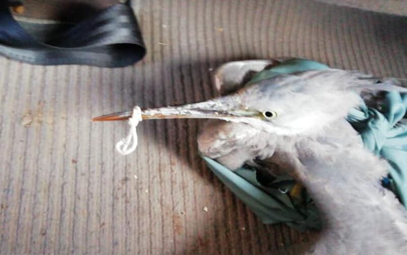 The injured bird rescued by Rola Al Khatib and Dubai Municipality. Courtesy Rola Al Khatib