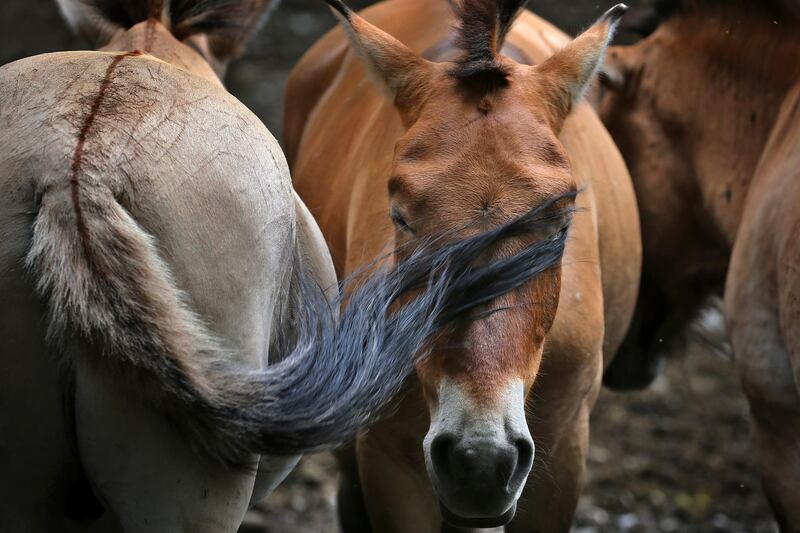 A Przewalski's horse drives flies off the face of another horse with its tail in an enclosure in K'nigsbrunn, Germany. dpa via AP