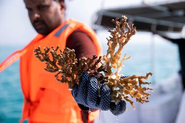 FUJAIRAH, UNITED ARAB EMIRATES. 3 AUGUST 2020. The UAE is calling on more volunteer divers to help restore and replant coral reefs in the open waters of Fujairah. Over the next five days, teams of volunteers will take fresh coral from Dibba Fujairah Port and replant it further out at sea, about 1km from Dibba Rock, a popular diving spot in the emirate. The campaign is part of an initiative by the Ministry of Climate Change and Environment and Fujairah Adventure Centre to help sustain and grow marine life in UAE waters. (Photo: Reem Mohammed/The National) Reporter: Section: