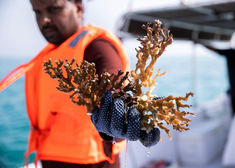 FUJAIRAH, UNITED ARAB EMIRATES. 3 AUGUST 2020. 
The UAE is calling on more volunteer divers to help restore and replant coral reefs in the open waters of Fujairah.

Over the next five days, teams of volunteers will take fresh coral from Dibba Fujairah Port and replant it further out at sea, about 1km from Dibba Rock, a popular diving spot in the emirate.  

The campaign is part of an initiative by the Ministry of Climate Change and Environment and Fujairah Adventure Centre to help sustain and grow marine life in UAE waters.
(Photo: Reem Mohammed/The National)

Reporter:
Section: