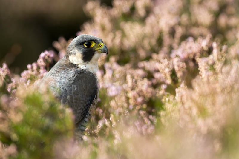 A captive peregrine falcon resting in heather on moorland, in Yorkshire, UK. A new breeding site for the birds is set to be opened in North Yorkshire on behalf of the Bahraini royal family. Getty Images