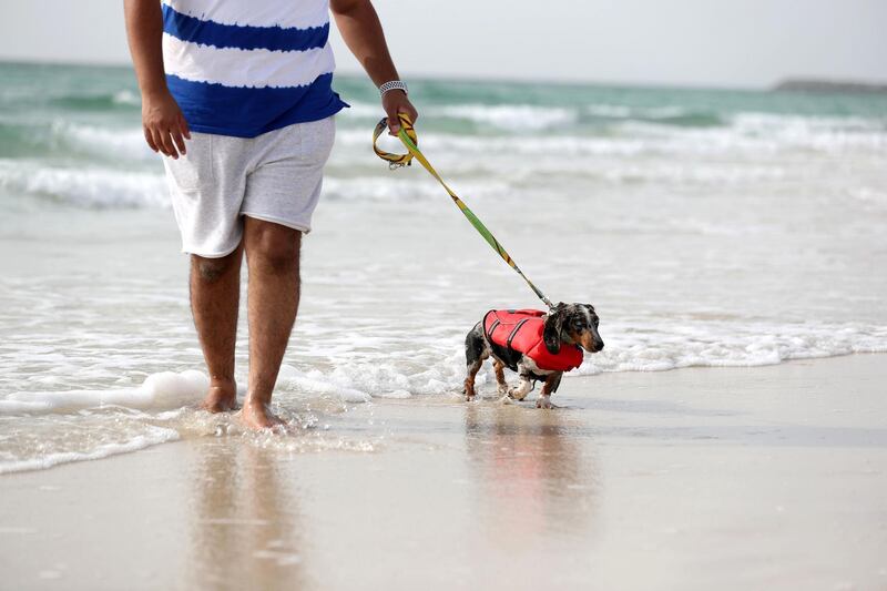 Umm al-Quwain, United Arab Emirates - June 29th, 2018: Photo Project. Dogs keeping cool in the desert. Agent the Dachshund goes swimming to cool off. Friday, June 29th, 2018 at Umm al-Quwain. Chris Whiteoak / The National