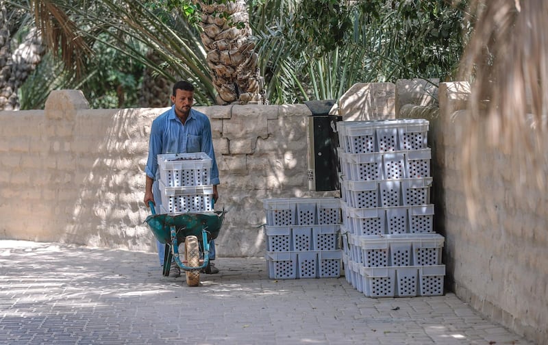 Al Ain, United Arab Emirates, October 7, 2019.  
Weekend – photo essay 
Discovering agricultural practices at Al Ain Oasis: there’s a new programme that introduces visitors to the UAE’s plant species, crops and agriculture professions running throughout October and November.
-- Dates are harvested and transported by the wheelbarrow to a sorting area.
Victor Besa / The National
Section:  WK
Reporter:  Katy Gillett