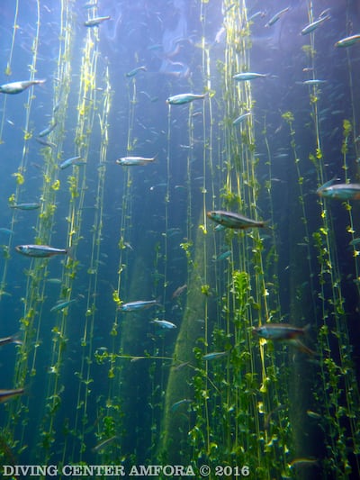 Fish swim in clear water in Macedonia's Lake Ohrid / Jovan Sekuloski