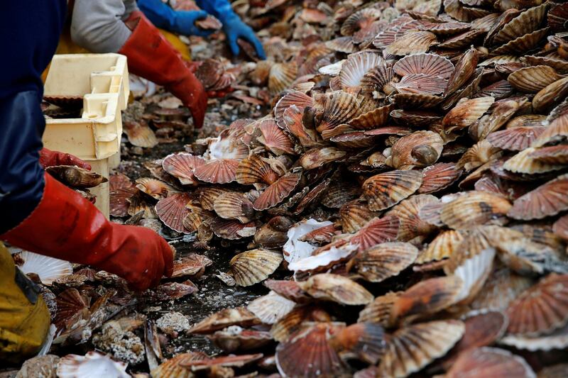 FILE PHOTO: Fishermen sort scallops in boxes on the deck of Thierisa trawler in the Bay of the Seine, France, November 13, 2017. Picture taken November 13, 2017. REUTERS/Pascal Rossignol/File Photo