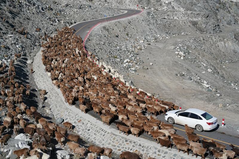 A car gets stuck behind a flocks of sheep on a road in Altay Prefecture, Xinjiang Autonomous Region, China. Reuters