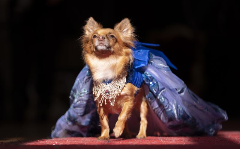 A dog wearing a cap is judged on the red carpet. 