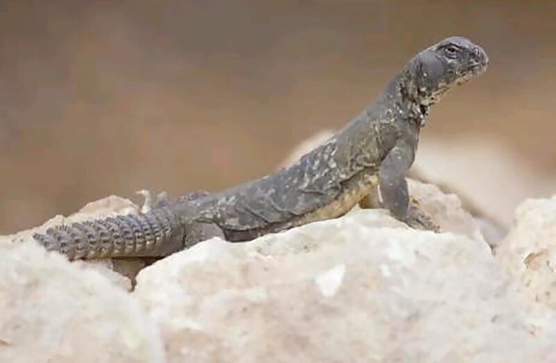 Egyptian spiny-tailed lizard (Uromastyx aegyptia)
- IUCN status: Vulnerable
- Found in much of the Middle East in gravelly and stony areas, but numbers have declined
- Two sub-species exist in the UAE, where it is threatened by habitat loss
