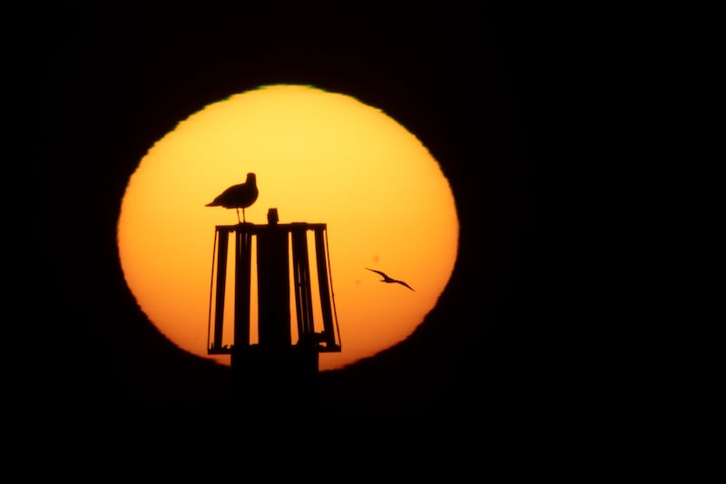 A gull sits on a post as the sun rises on Monday morning in Dover. Getty Images