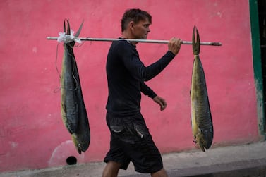 A fisherman carries fish in Old Havana, Cuba, Tuesday, Nov 12, 2019. Dolphinfish is distributed in tropical and subtropical waters throughout the Atlantic, Indian, and Pacific Oceans. (AP Photo / Ramon Espinosa)