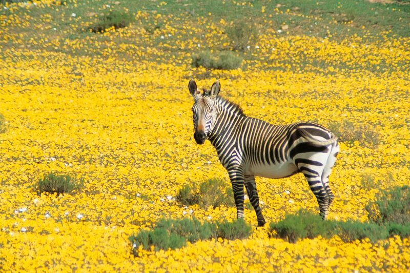 Beyond Green has a portfolio of sustainable hotels, many of which offer wildlife experiences in some of the world’s most beautiful and unique destinations. Photo: Beyond Green