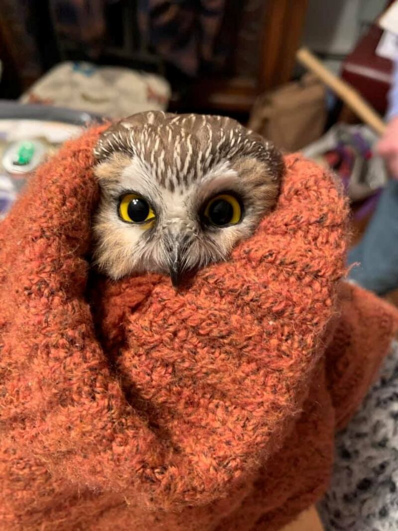 Rockefeller is a northern saw-whet owl, one of the tiniest owls. Ravensbeard Wildlife Center / Handout via REUTERS