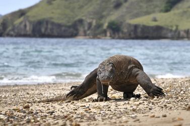 Plans to close Komodo Island to tourists have been scrapped, Indonesia's environment minister has announced. AFP