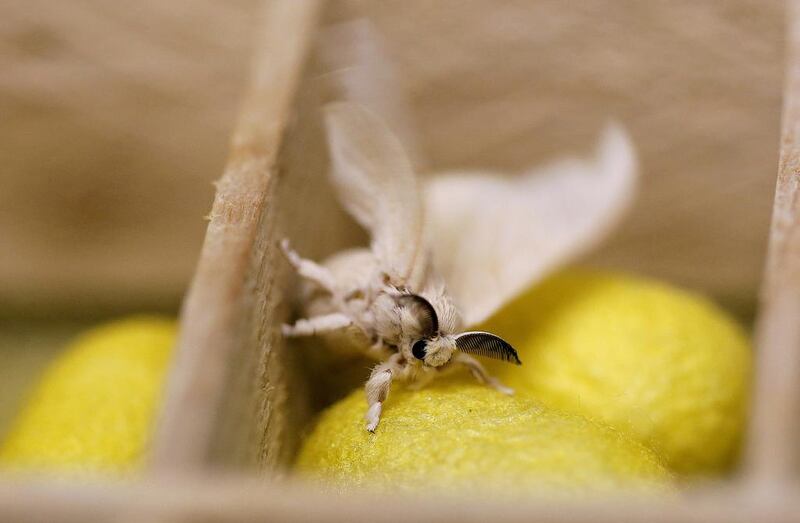 A silkmoth sits in a box of cocoons like the one from which it has recently emerged. Alessandro Bianchi / Reuters