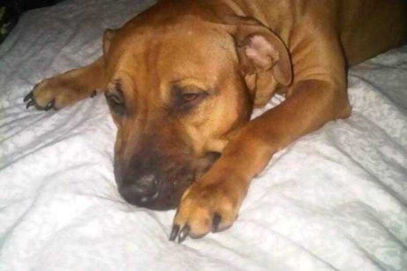 provided photo of the american staffordshire terrier (named Trip) who killed the toy poddle at the Dubai pet show on Friday, February 3 2012 Photos courtesy of the dog's owner (who does not want to be named) No Credit