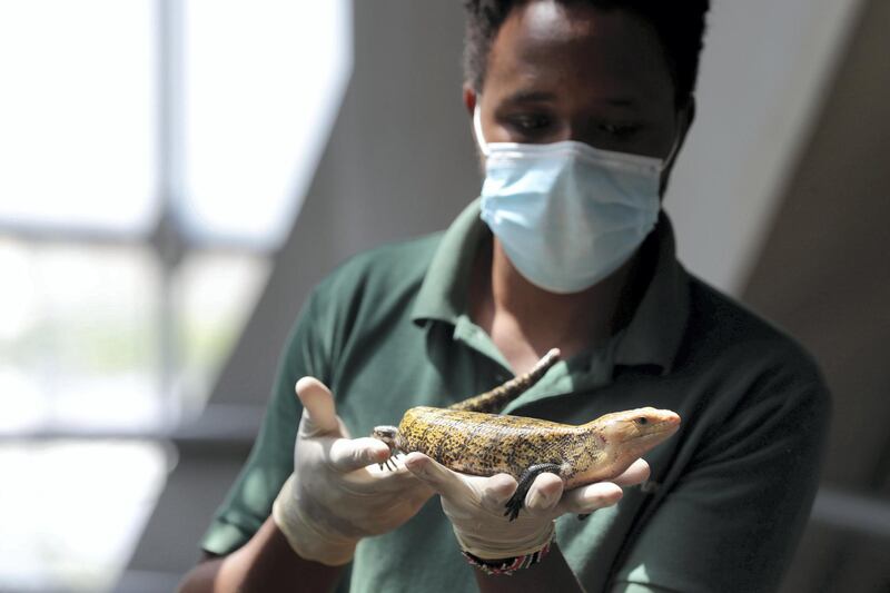 Dubai, United Arab Emirates - Reporter: N/A. Covid-19/Coronavirus. Green planet biologist Peter Njoroge holds a Blue tongued skink. The Green Planet has opened with Covid-19 measures in place. Thursday, June 11th, 2020. Dubai. Chris Whiteoak / The National