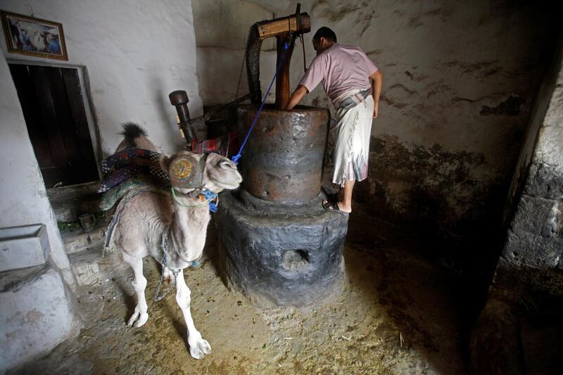 A camel pulls a seed-crushing machine used to extract sesame oil at an old olive oil mill in Sanaa, Yemen. Reuters