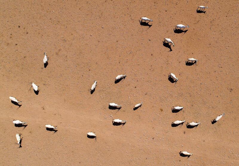 Arabian oryx in the Al Wusta Wildlife Reserve in Haima, Oman. AFP