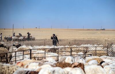 Sheep are gathered in their enclosure in the countryside of Syria's northeastern Hasakeh province in May 28, 2022.  Syria is among the countries most vulnerable and poorly prepared for climate change. AFP