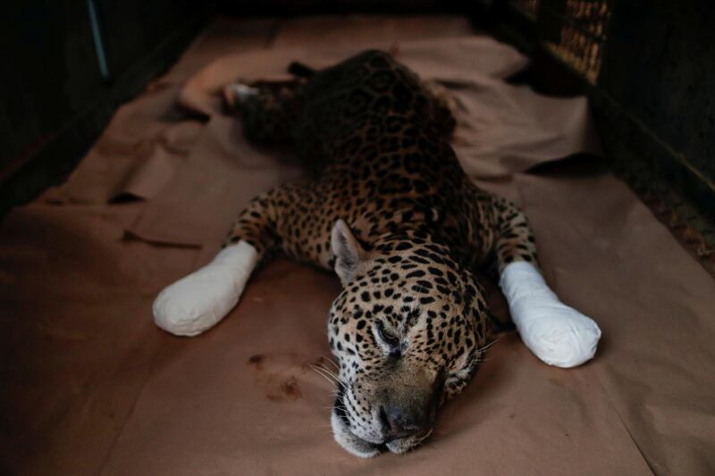 An adult male jaguar named Ousado rests during treatment for burn injuries on his paws after a fire in Pantanal. Reuters