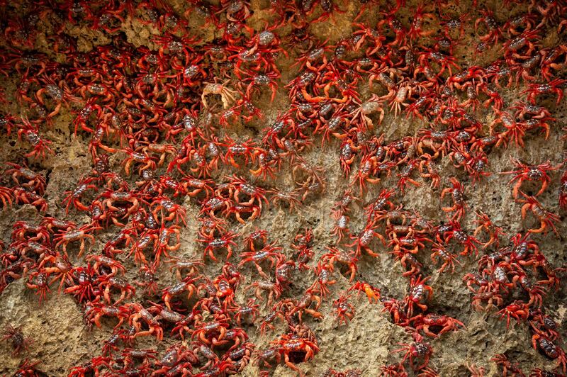 Once a year the red crabs of Christmas Island move en masse to the sea to breed
