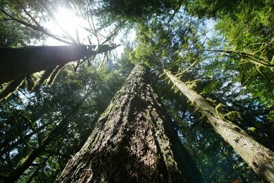 President Joe Biden is taking steps to restore national forests that have been devastated by wildfires, drought and blight, using an Earth Day visit to Seattle to sign an executive order protecting some of the nation's largest and oldest trees.  AP