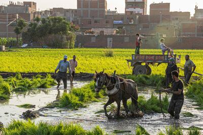 Egyptian farmers plant rice in a field in Mit al-Ezz village in the Nile Delta. AFP