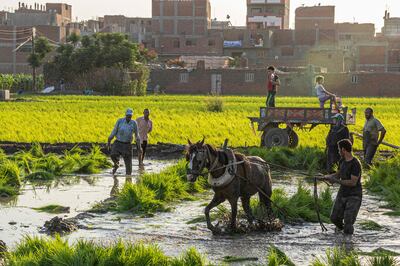 Egyptian farmers plant rice in a field in the Nile Delta, north of the capital Cairo. AFP