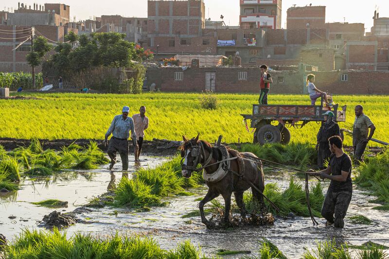 Farmers plant rice in the Nile Delta, north of Egypt's capital Cairo, amid a shortage of food imports. AFP