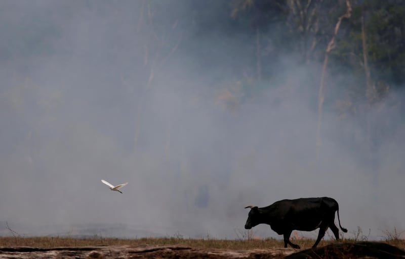 A bird flies next to an ox walking on a smouldering field after a fire burnt a tract of the Amazon rainforest as it was cleared by farmers in Brazil. Reuters