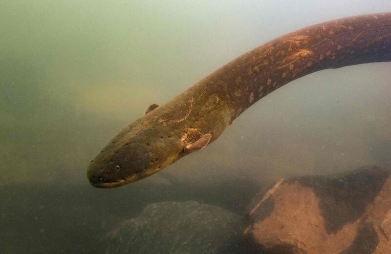 A picture released by Prof. Dr. Leandro Melo de Sousa on September 9, 2019 shows an electric eel (Electrophorus Voltai). Call it a shock discovery: DNA research has revealed two entirely new species of electric eel in the Amazon basin, including one capable of delivering a record-breaking jolt. The findings are evidence, researchers say, of the incredible diversity in the Amazon rainforest -- much of it still unknown to science -- and illustrate why it is so important to protect a habitat at risk from deforestation, logging and fires. - RESTRICTED TO EDITORIAL USE - MANDATORY CREDIT "AFP PHOTO/ LEANDRO SOUSA" - NO MARKETING NO ADVERTISING CAMPAIGNS - DISTRIBUTED AS A SERVICE TO CLIENTS
 / AFP / Leandro SOUSA / RESTRICTED TO EDITORIAL USE - MANDATORY CREDIT "AFP PHOTO/ LEANDRO SOUSA" - NO MARKETING NO ADVERTISING CAMPAIGNS - DISTRIBUTED AS A SERVICE TO CLIENTS
