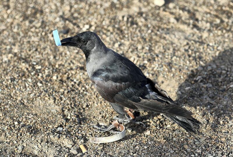 Al Ain, United Arab Emirates - Reporter: Sophia Vahanvaty: Crows and parrots have been trained to collect rubbish from the desert. Monday, February 3rd, 2020. Al Hiyar Park, Al Ain. Chris Whiteoak / The National