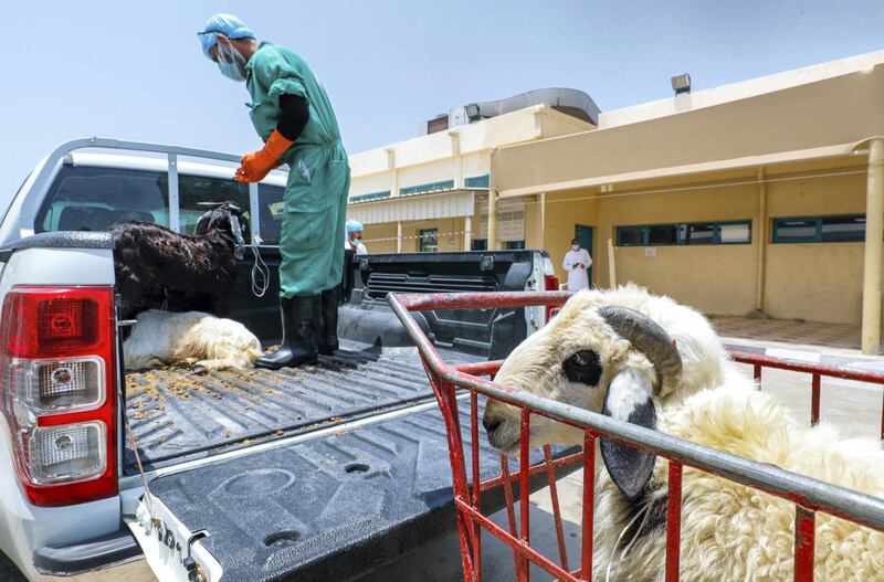 Abu Dhabi, United Arab Emirates, July 29, 2020.   
Customers unload livestock to be proffesionally butchered at the AUH Slaughter House at Al Meena Street.
nd goatsVictor Besa  / The National
Section: NA
Reporter:  Haneen Dajani