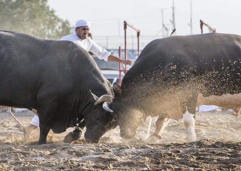 FUJAIRAH, UNITED ARAB EMIRATES- Bull fighting in Fujairah corniche.  Leslie Pableo for The National