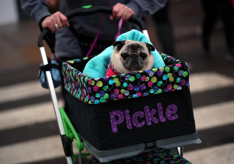 A Pug arrives for the final day of the Crufts Dog Show in Birmingham. Reuters