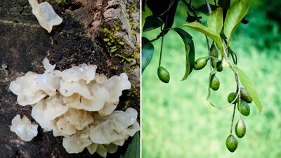 Left, Tremella mushrooms; right, the fruit of the Chebula tree. Getty Images