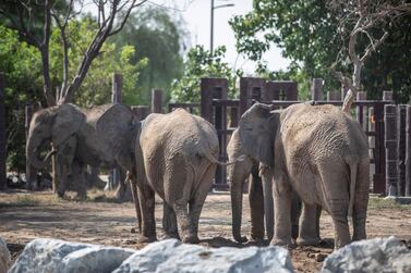 Elephants roam the grounds of the reopened Dubai Safari. Antonie Robertson / The National