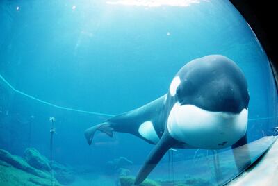 Straight on medium shot of Keiko the killer whale and star of the film "Free Willy" as he swims around in his tank prior to being moved from Newport, Oregon to Westman Islands, Iceland.  