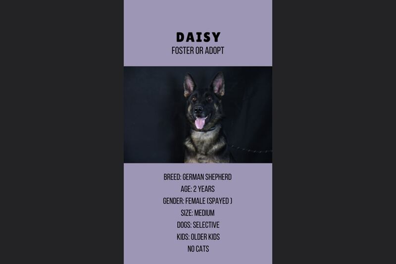 Daisy, 2, female.