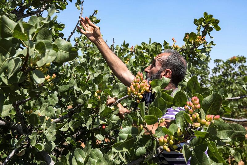 A pistachio farmer tends to a tree at a pistachio orchard in the village of Maan, north of Hama in west-central Syria.  AFP